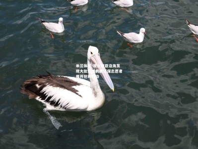 米兰体育-澳大利亚沿海发现大批饥饿鹈鹕环保志愿者展开抢救行动